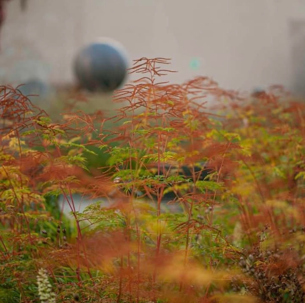 Волжанка двудомная "Horatio". Aruncus dioicus "Horatio".