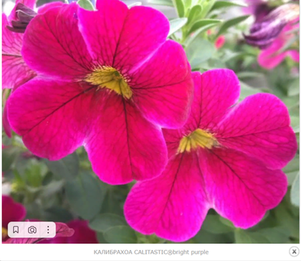ЕВРО Calibrahoa Calistatic Bright Purple. ОКС укорененный черенок. 15-20 февраля