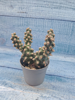 Tephrocactus Molinensis (Тефрокактус)