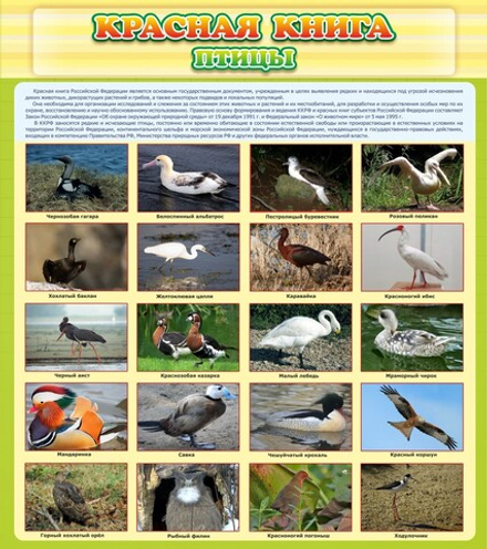 Стенд "Красная книга - птицы"