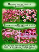 Камнеломка Цветочный ковёр розовая многолетняя