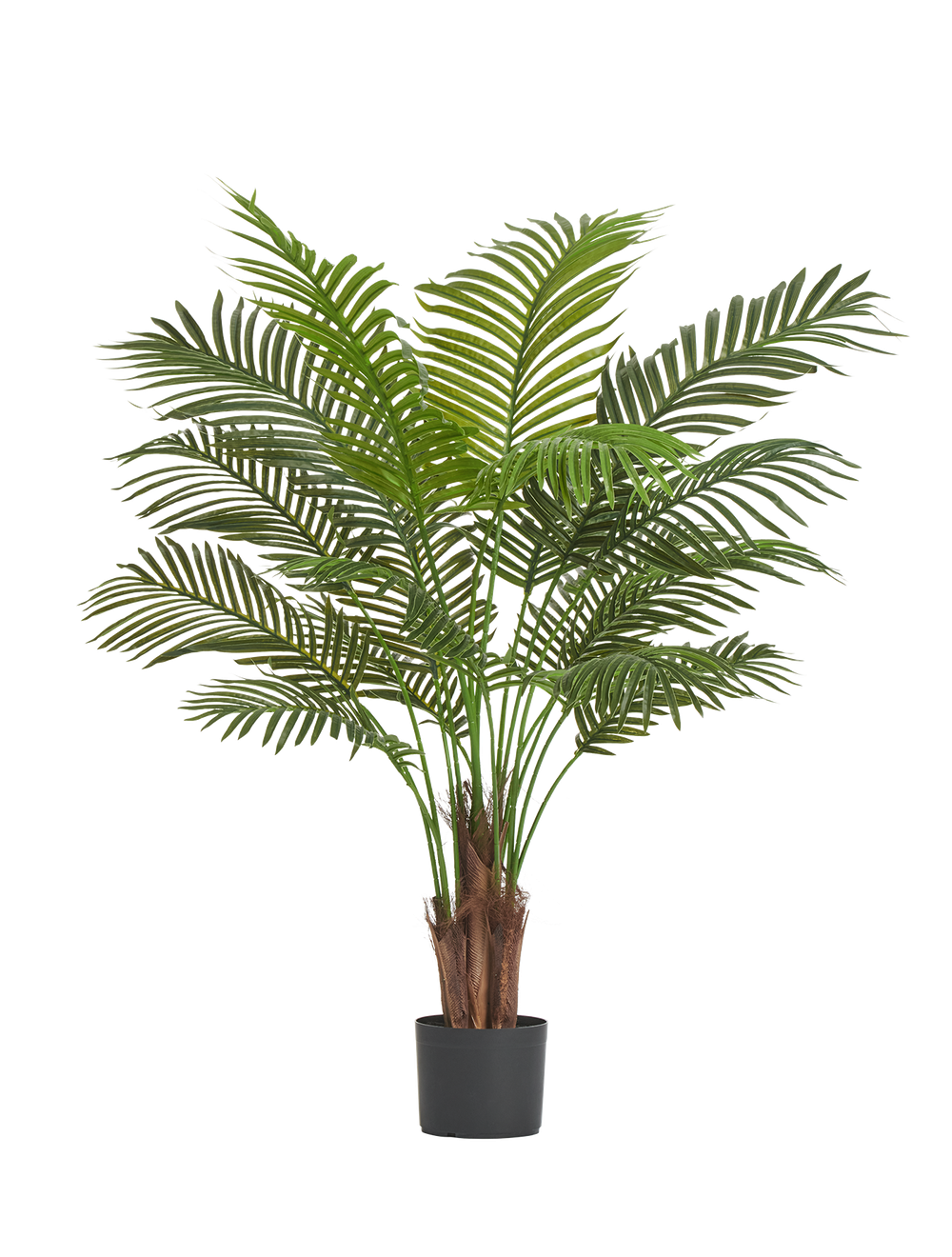 Пальма Арека Хризалидокарпус New в-120 см (Sensitive Botanic) 4/4 10.11954N