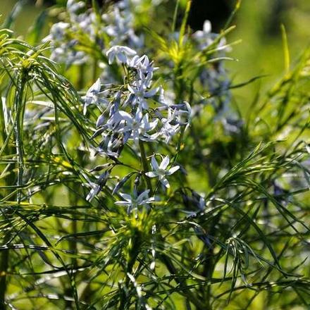 Амсония хабричта. Amsonia hubrichtii.