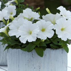 Петуния ампельная Трилоджи Вайт F1 (50др) Витагрин Профи