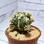 Astrophytum Myriostigma Hakujo Fukuryu (sct29594)