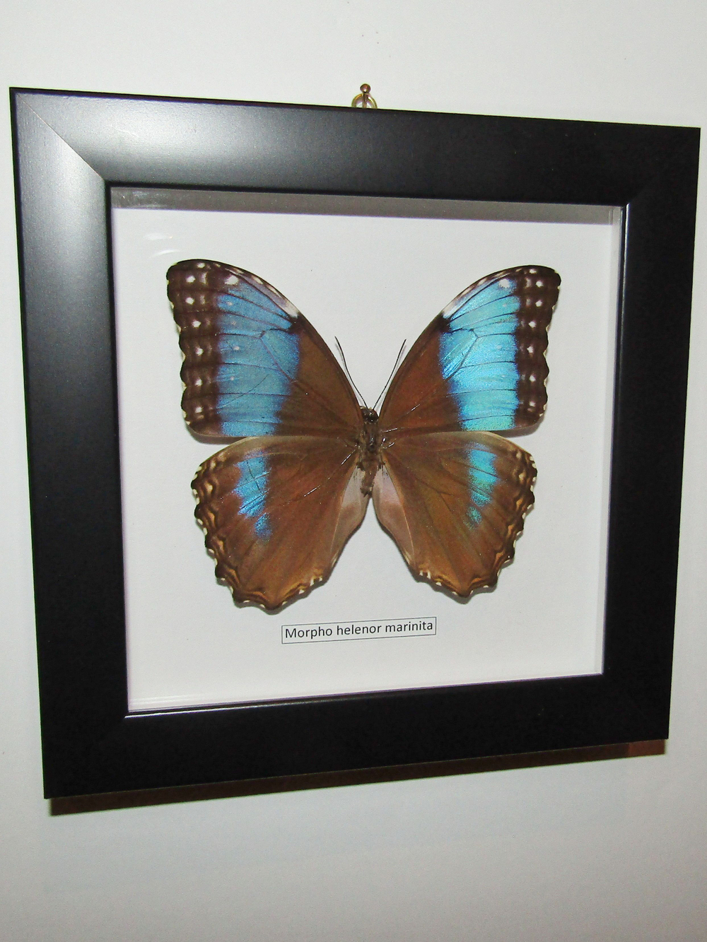Бабочка Morpho helenor marinita в рамке