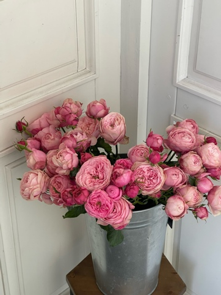 Пионовидная кустовая роза сорт СИЛЬВА