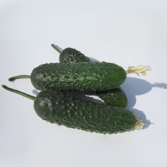 СТАНТОР F1 семена огурца Nunhems описание