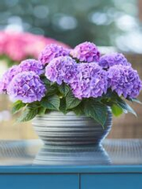 Гортензия крупнолистная Таблетензия Пурпл Р9 Закупка М58 апрель 2026