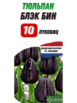 Тюльпан Луковица, Блэкбин Луковица, 10шт
