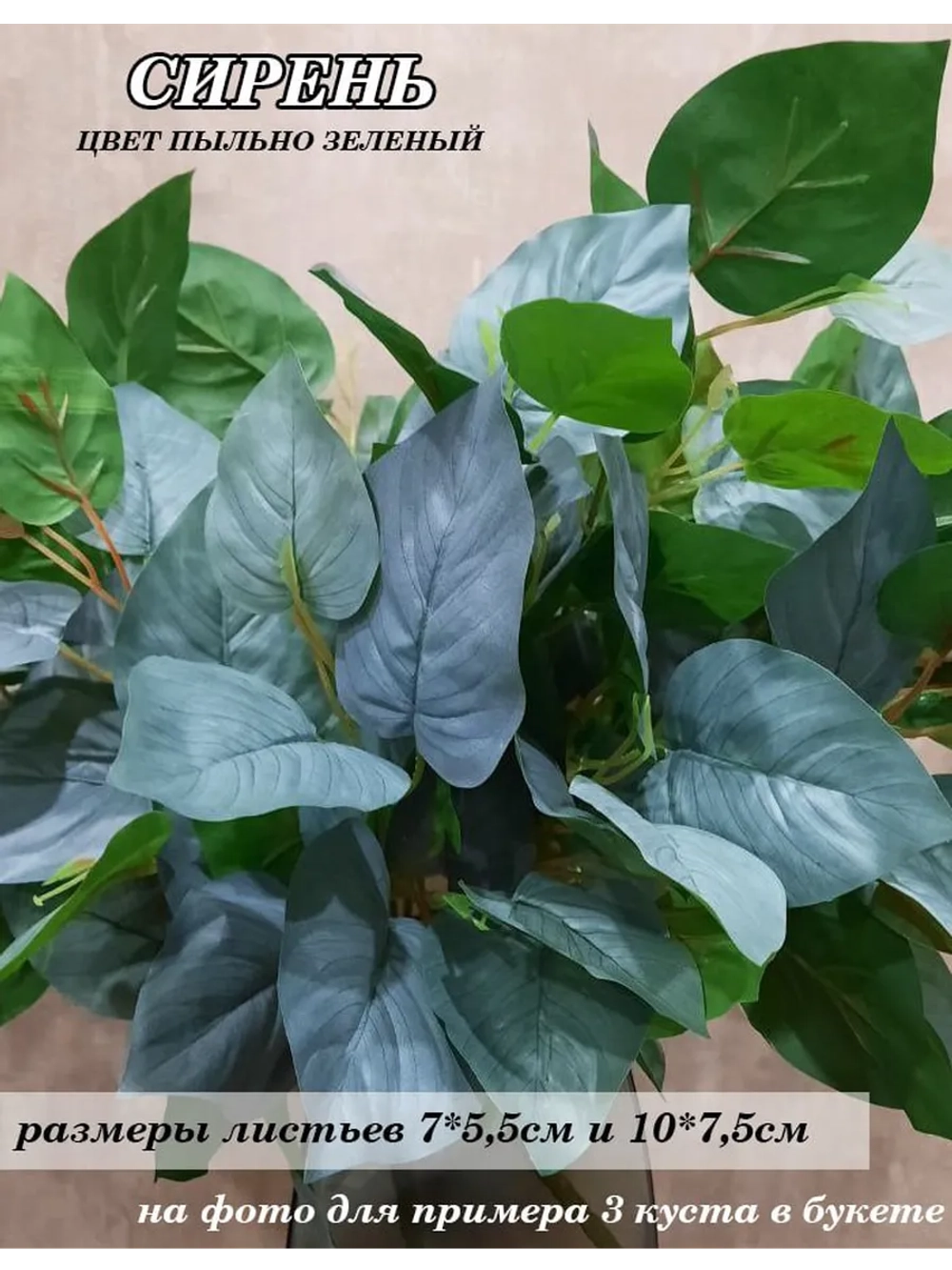 Куст сирени