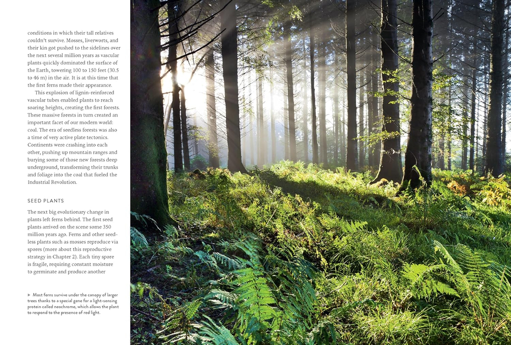 Ferns: Indoors - Outdoors - Growing - Crafting