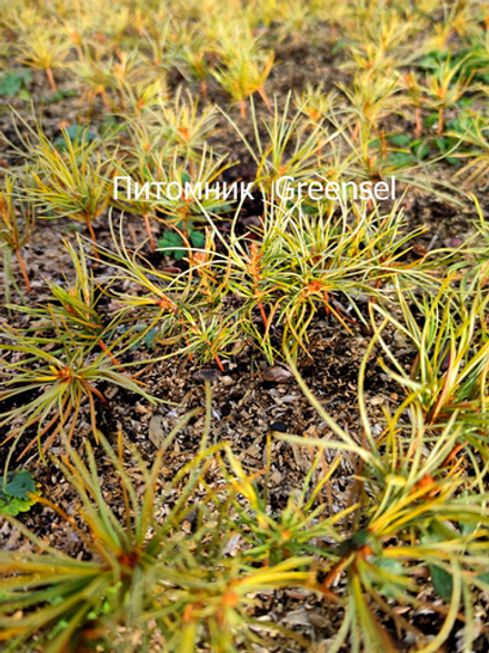 Кедр корейский. Однолетние сеянцы. Оптом от 100 штук.