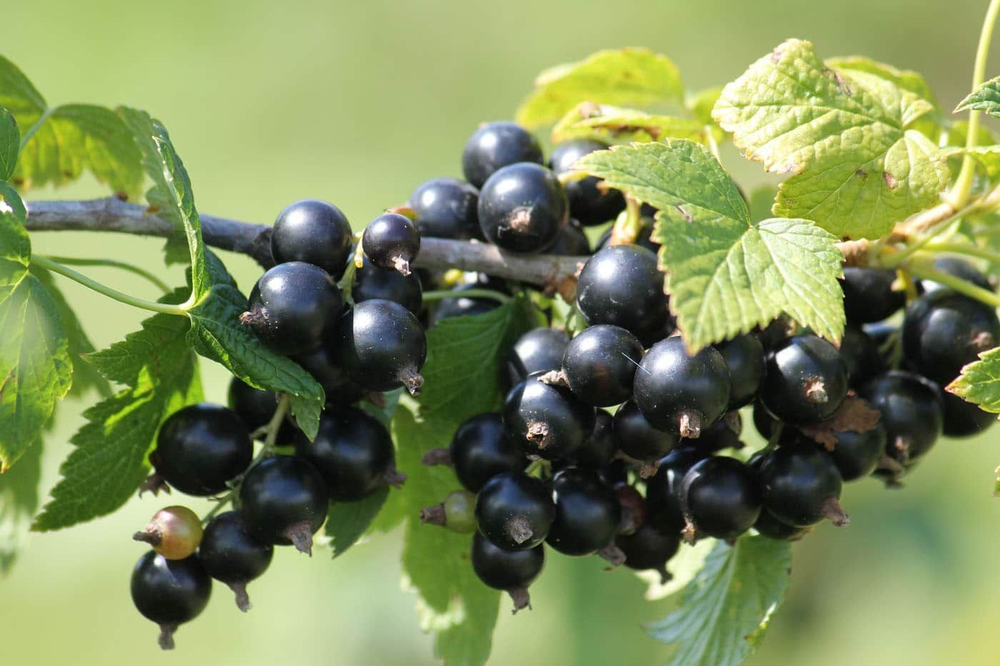 Смородина черная Велой