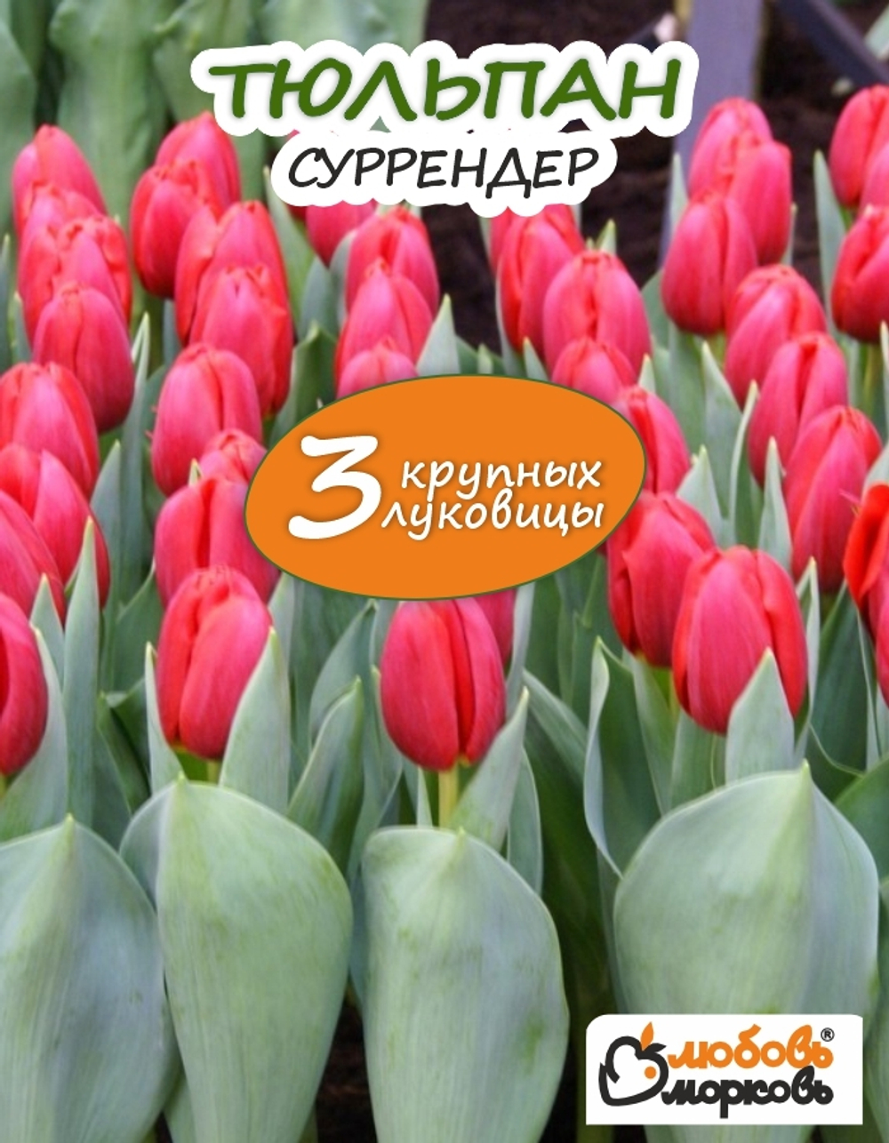 Тюльпан луковичные цветы, Суррендер 3 шт, крупные