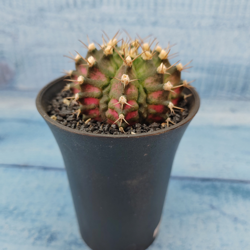 Gymnocalycium T-Rex Pink hybride (Гимнокалициум T-rex)