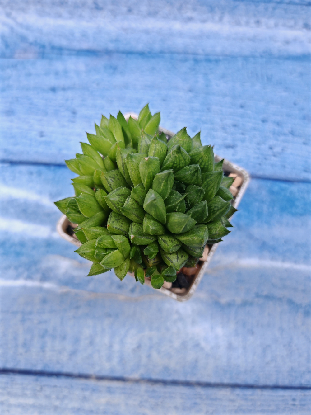 Haworthia Cooperi (Хавортия)