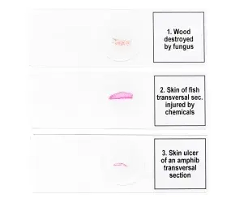 Набор микропрепаратов Levenhuk Discovery Prof DPS 5. «Мутации»