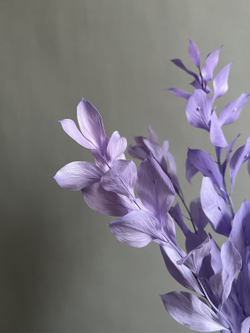 Рускус садовый стабилизированный сиреневый