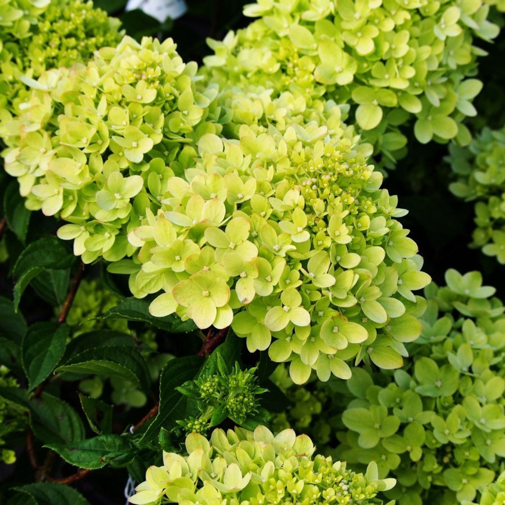 Гортензия метельчатая "Magical Lime"