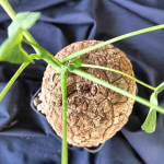 Стефания SUBEROSA size M