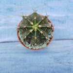 Gymnocalycium Friedrichii (Гимнокалициум)