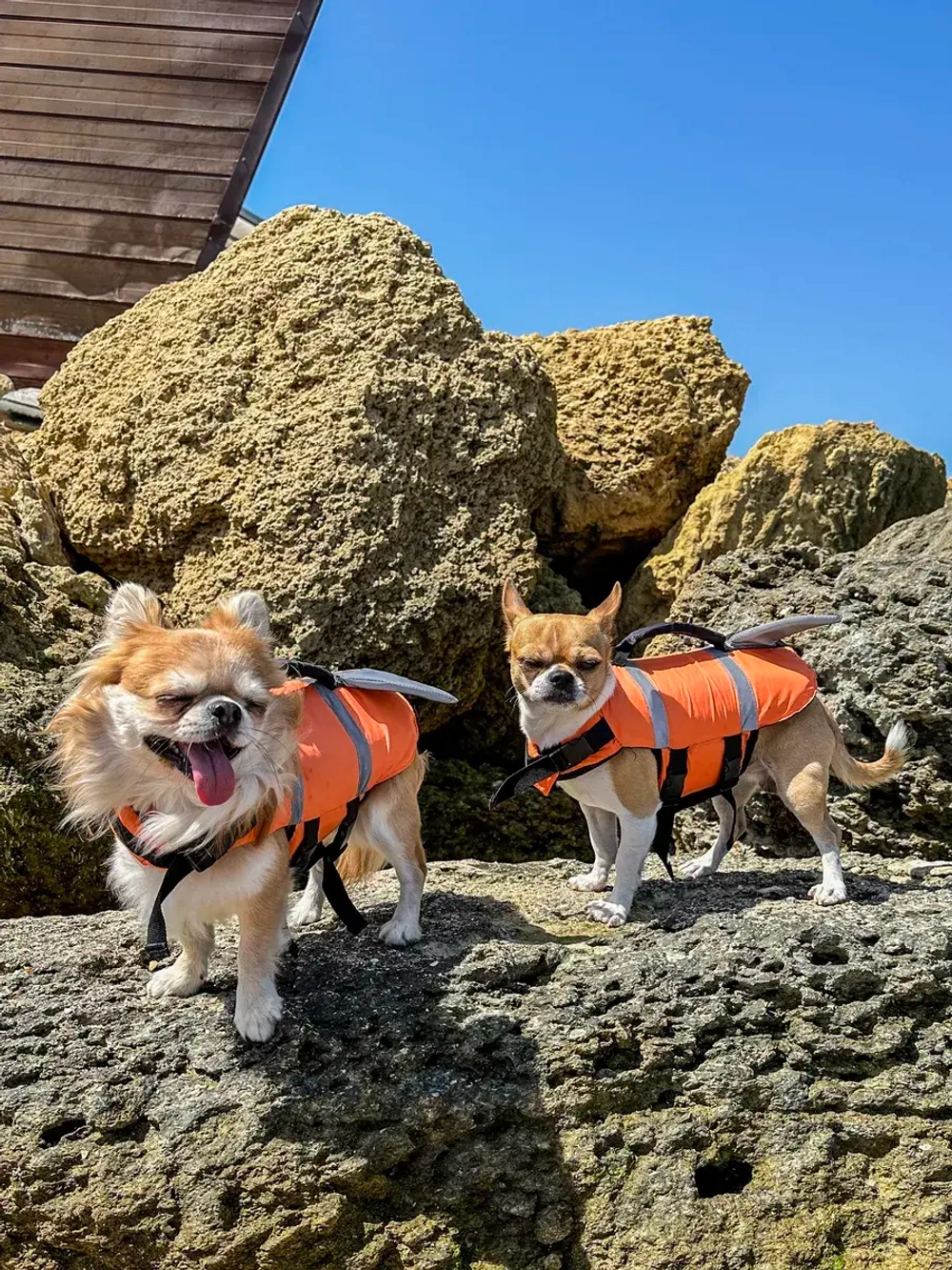 Спасательный жилет для собак и всех животных