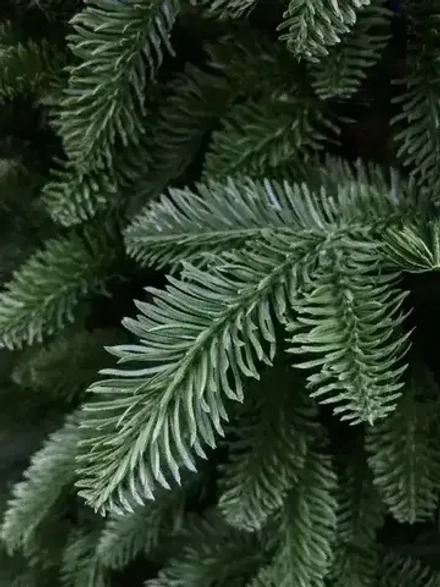 Елка Нормандия 260 см., темно зеленая, стройная, литая хвоя, Triumph Tree (72140)