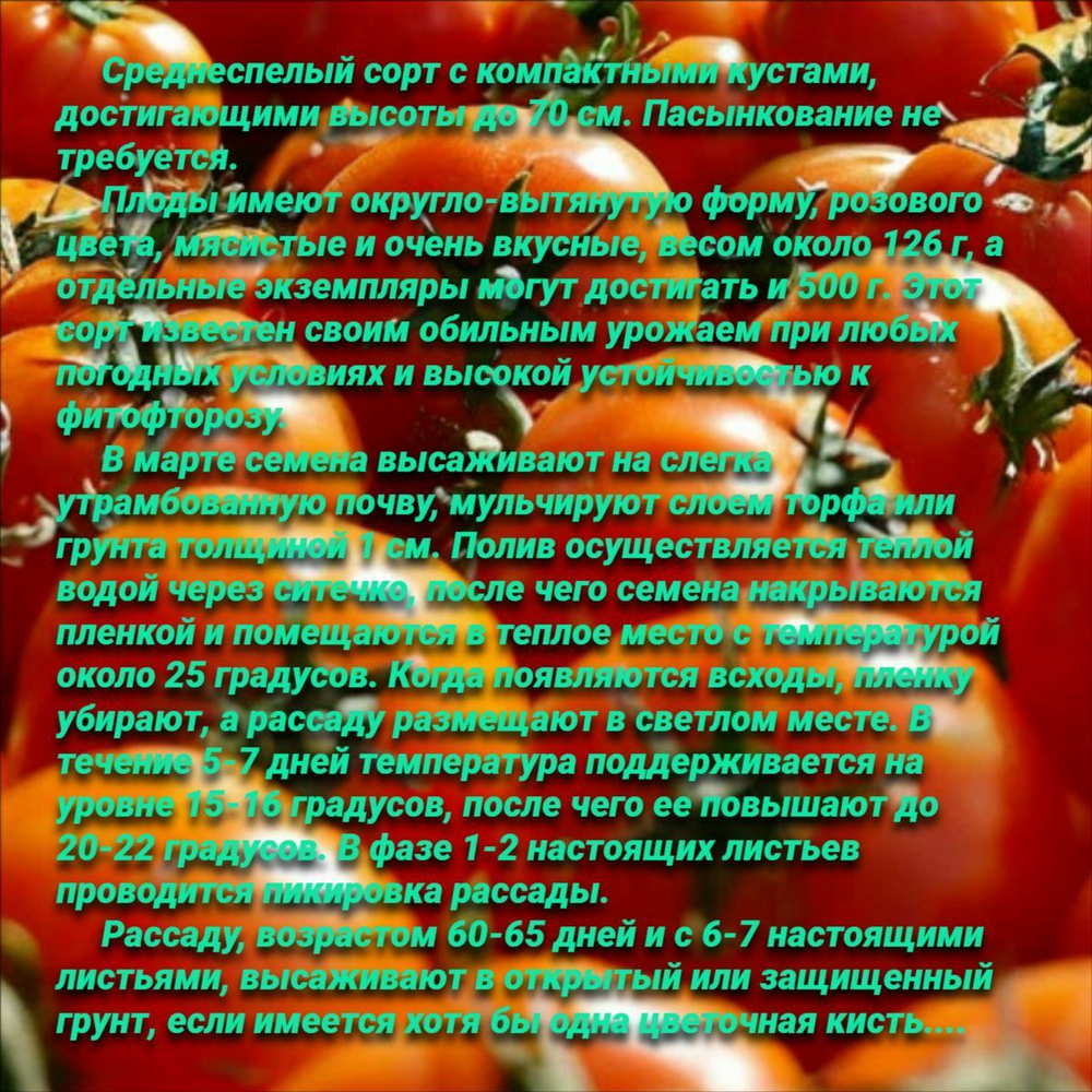 Томат Настенька (0,05гр). Семена Алтая.