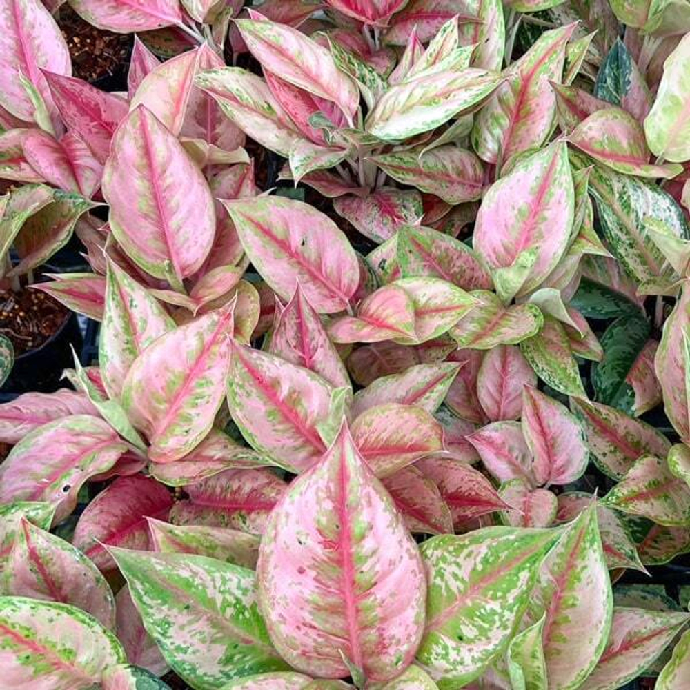 Аглаонема PRAGAI PHET