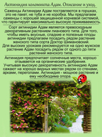 Актинидия Адам коломикта мужская особь