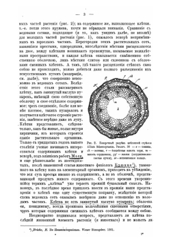 Курс анатомии растений | И. П. Бородин