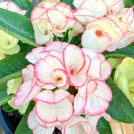 Эуфорбия Миля PETCH KASEM