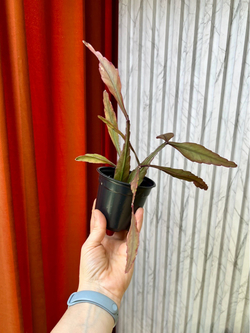 Рипсалис Эллиптика, D9см Н20см, 1шт, Urban Jungle (7143)