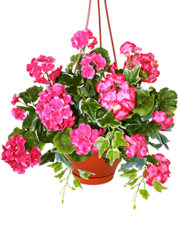 Искусственные цветы Герань густая малиновая 65см в подвесном кашпо