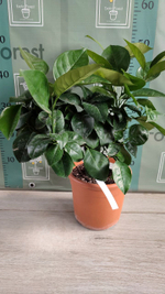 C. sinensis “Sanguinello moscato nucellare”
