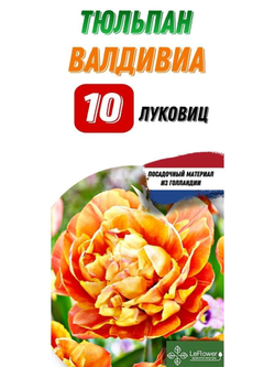 Тюльпан Луковица, Валдивиа, 10шт