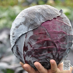 РЕДМА F1 семена капусты краснокочанной (Rijk Zwaan | Alexagro)