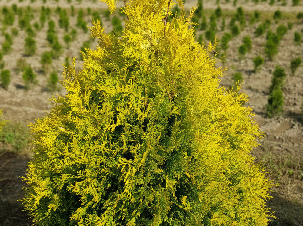 Туя западная «Sankist»