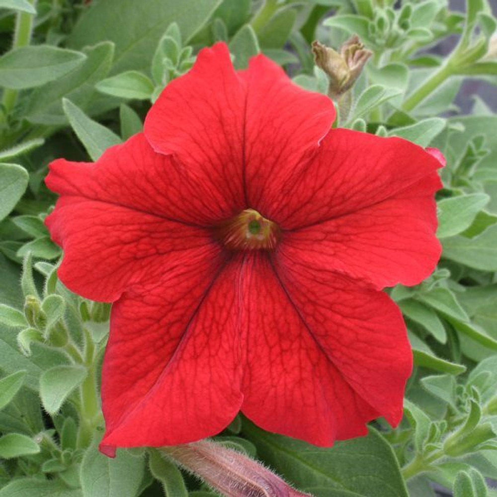 Петуния грандифлора Призм Ред (1000шт) Витагрин Профи