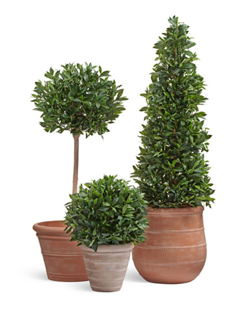 Комплект - Лавры в кашпо Treez Ergo Italica