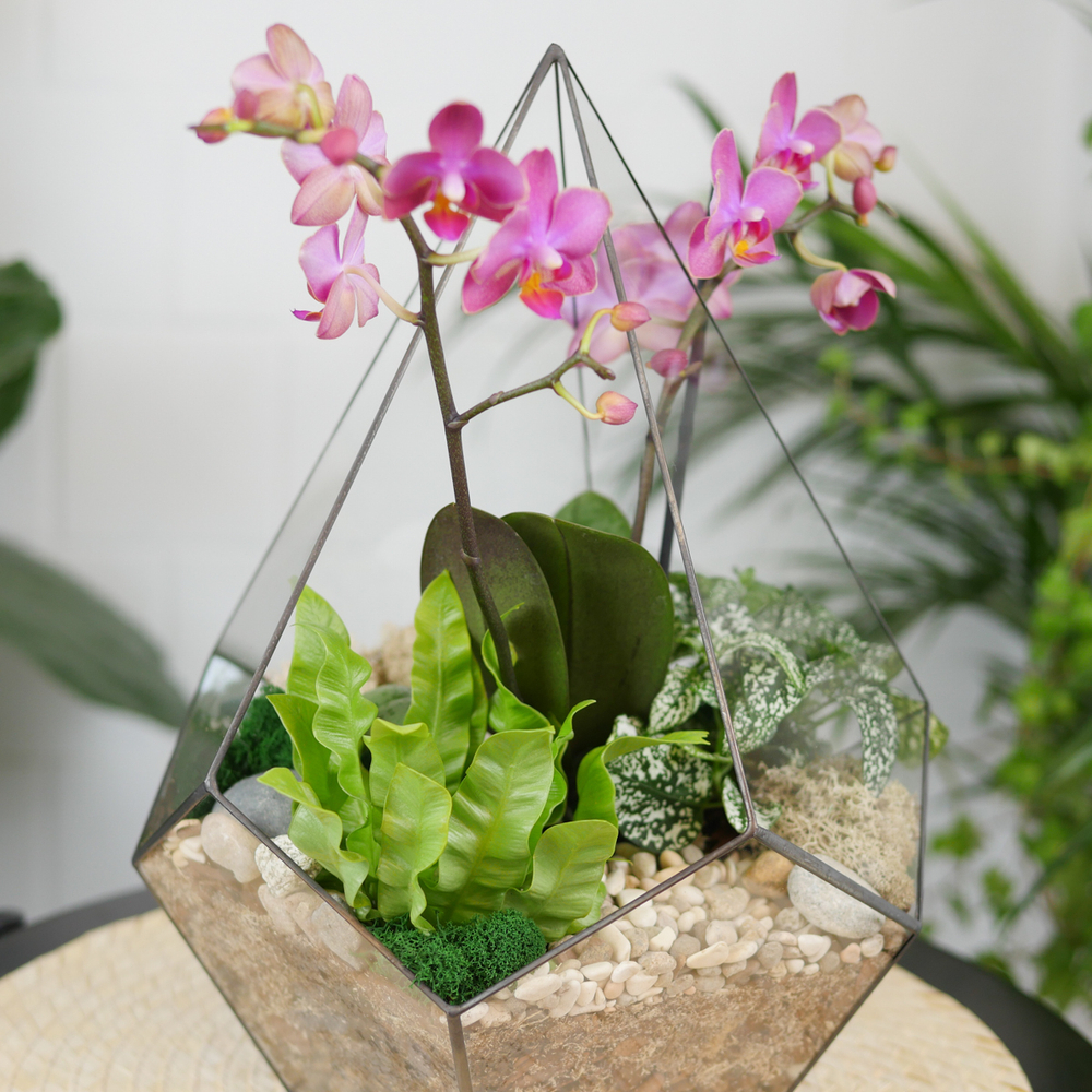Готовый флорариум с лиловой орхидеей Капля L