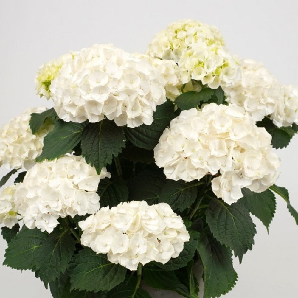 «Hi Chrystal Palace» ( Хай Кристал Пэллас) Р12