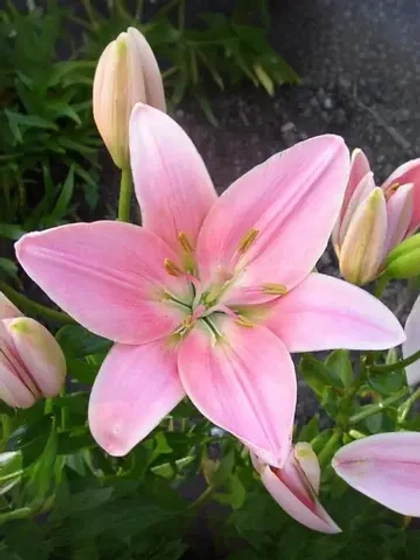 Лилия азиатский гибрид Кьянти