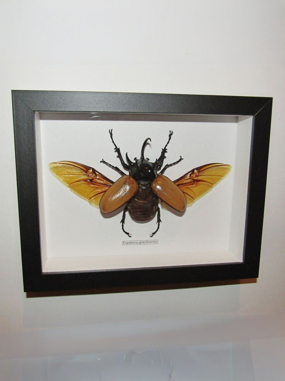 Жук Eupatorus gracillicornis в рамке