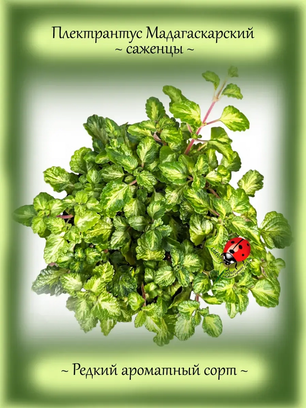 Плектрантус Мадагаскарский ароматный