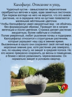 Калоцефалус Селекта