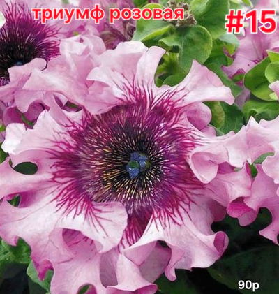 РАССАДА ПЕТУНИИ МАХРОВОЙ ТРИУМФ РОЗОВАЯ № 15