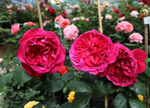 РОЗА СЕТЫРНХ ВЕТРОВ (Rose des 4 Vents )