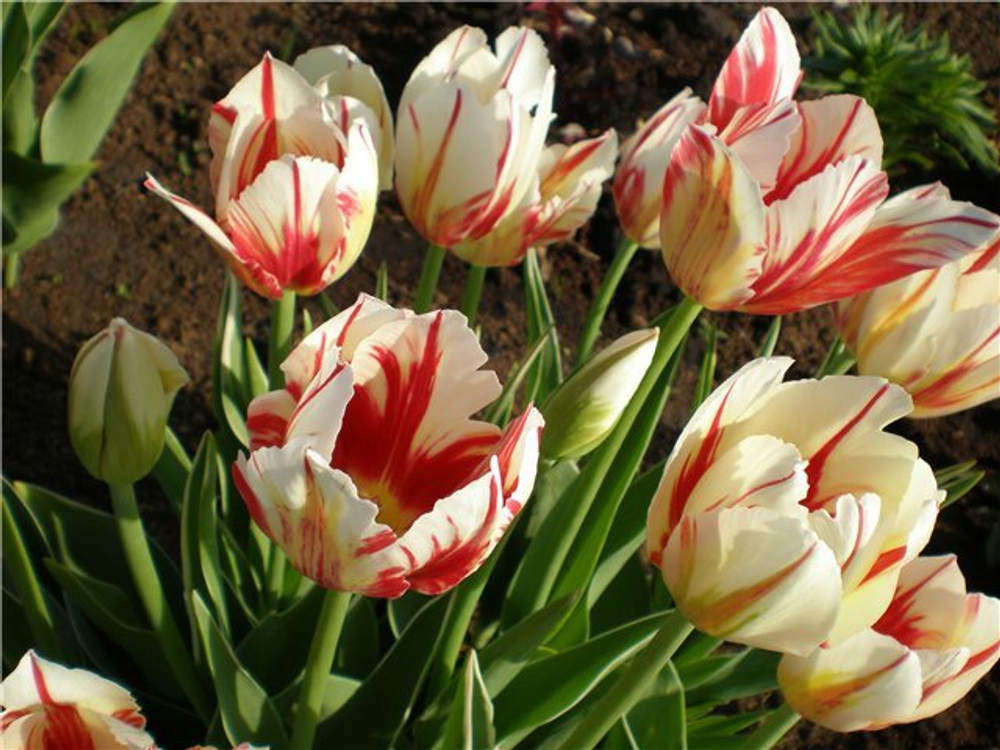 ЛУКОВИЦЫ ТЮЛЬПАН ТРИУМФ CARNAVAL DE RIO 12/14, DARIT 5 ШТ/УП